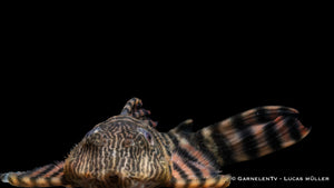 L398 Altamira Holzfresser - Panaqolus tankei DNZ (10 cm)