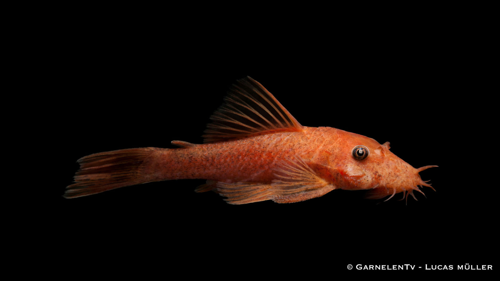 LDA16 – Rot schwarzer Antennenwels – Ancistrus sp.