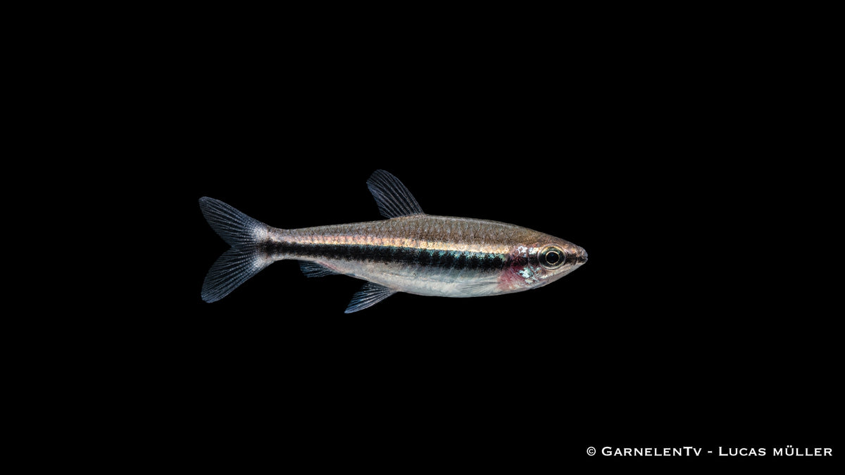 Längsband Ziersalmler - Nannostomus beckfordi