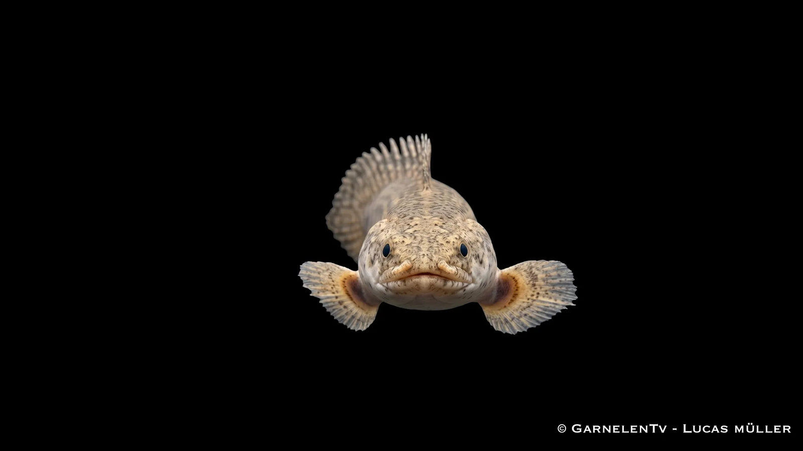 Lapradei Flösselhecht Polypterus lapradei mit langgestrecktem Körper, urtümlicher Rückenflossenreihe und markanter Musterung im großen Süßwasseraquarium