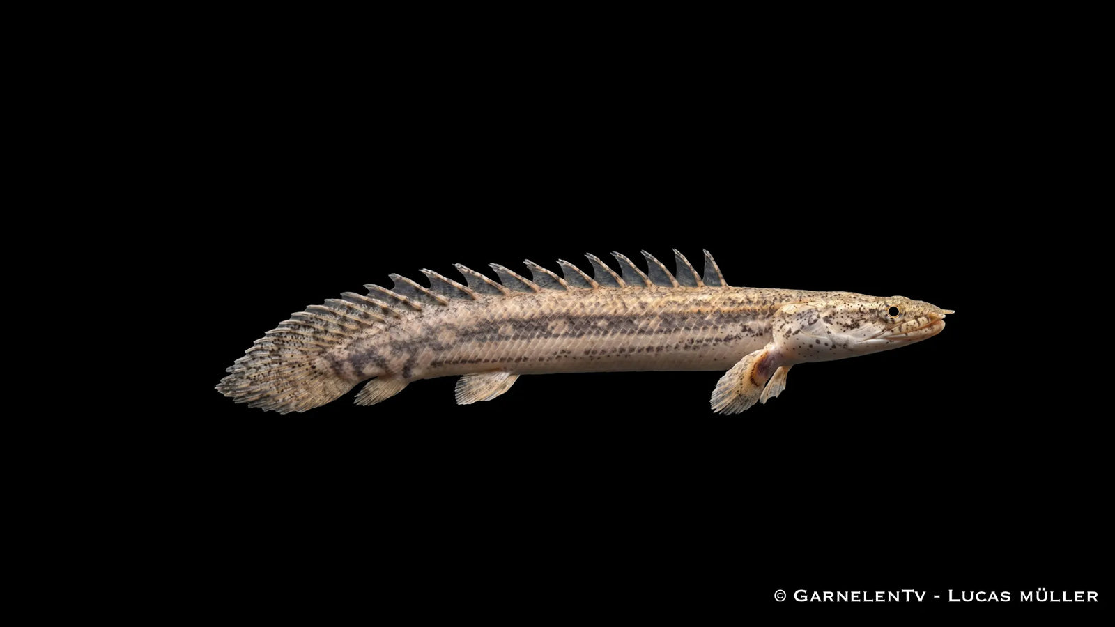 Lapradei Flösselhecht Polypterus lapradei mit langgestrecktem Körper, urtümlicher Rückenflossenreihe und markanter Musterung im großen Süßwasseraquarium