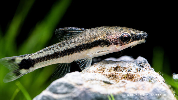 Ohrgitter Harnischwels - Otocinclus affinis