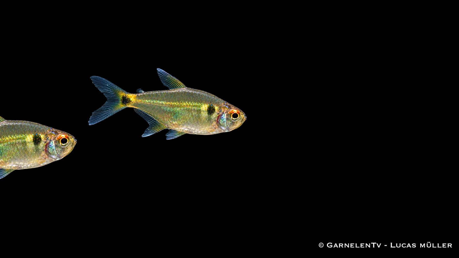 Laternenträger - Hemigrammus ocellifer