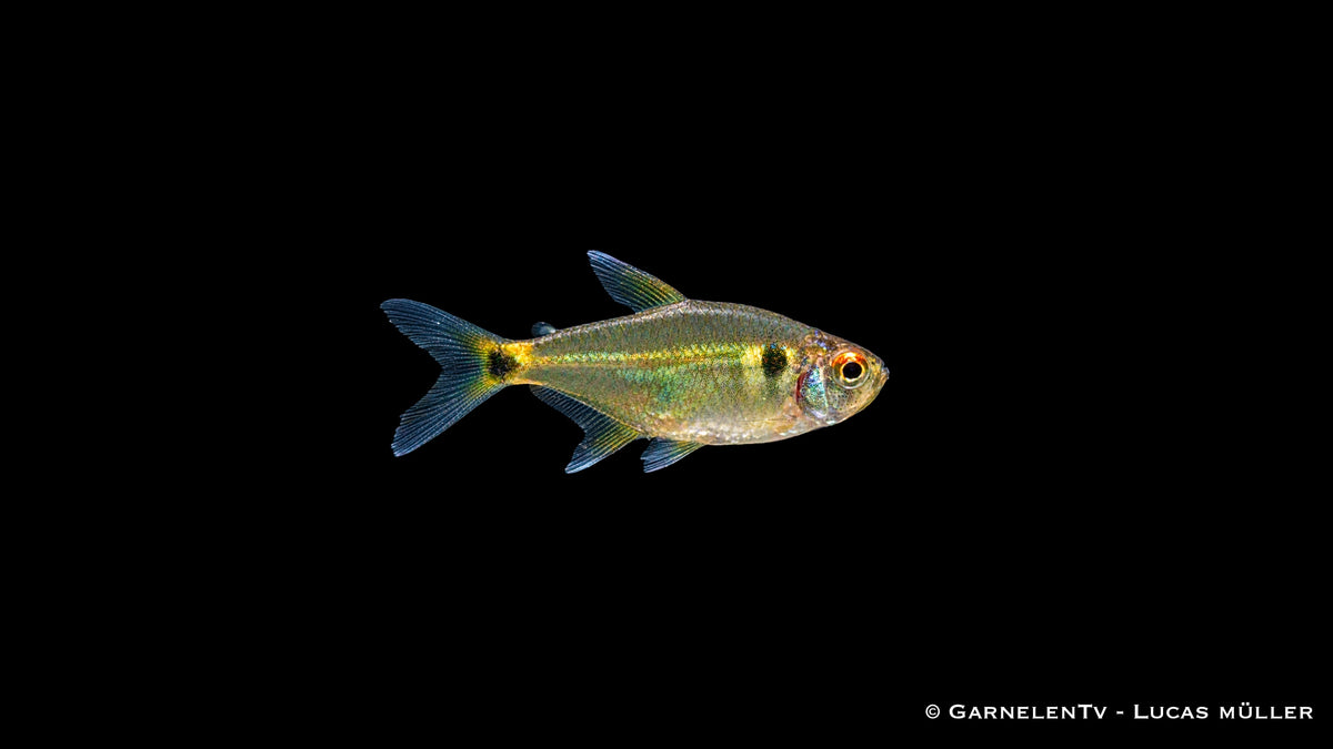 Laternenträger - Hemigrammus ocellifer