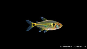 Laternenträger - Hemigrammus ocellifer