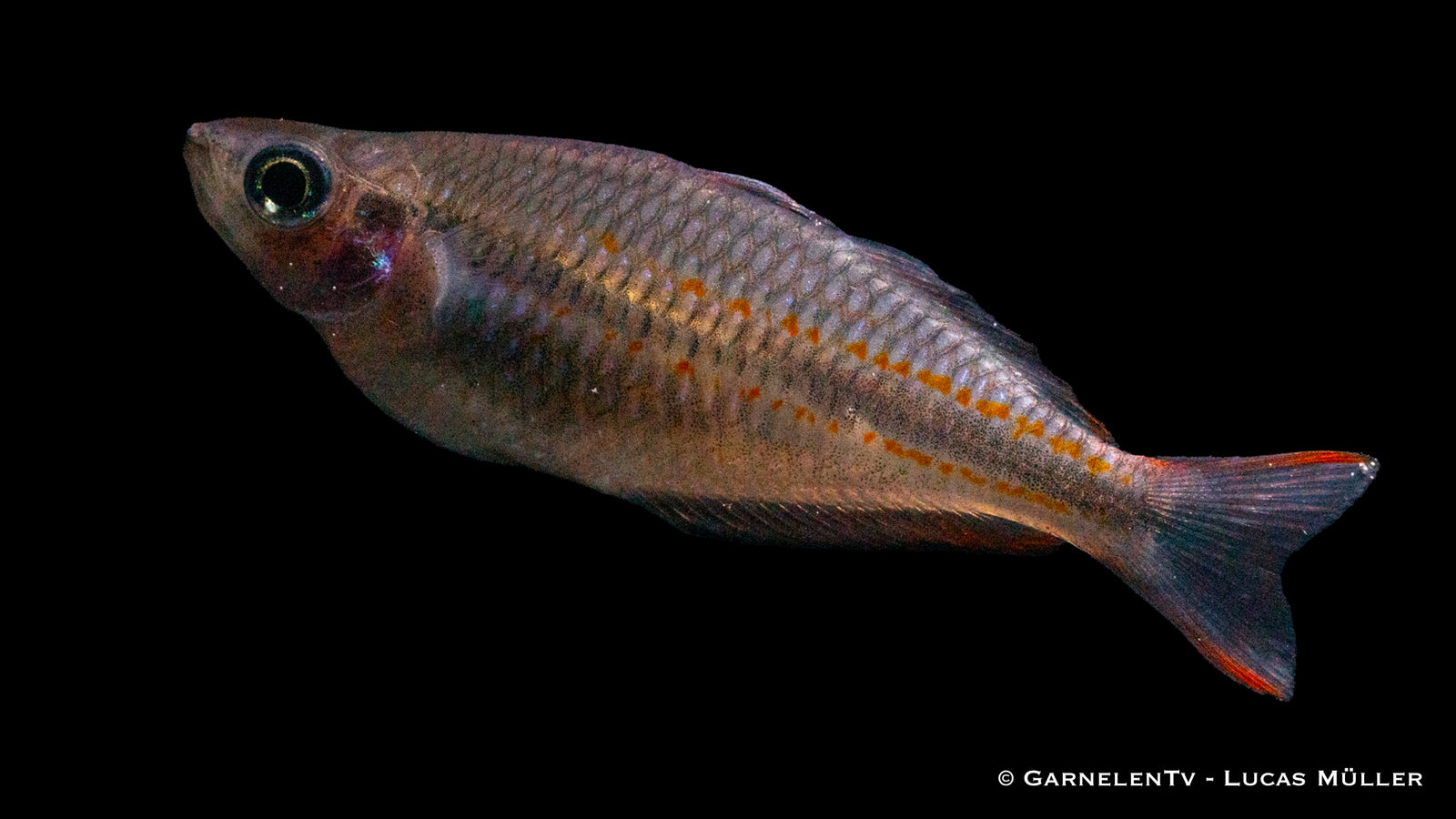 Juwelen-Regenbogenfisch Melanotaenia trifasciata im Aquarium