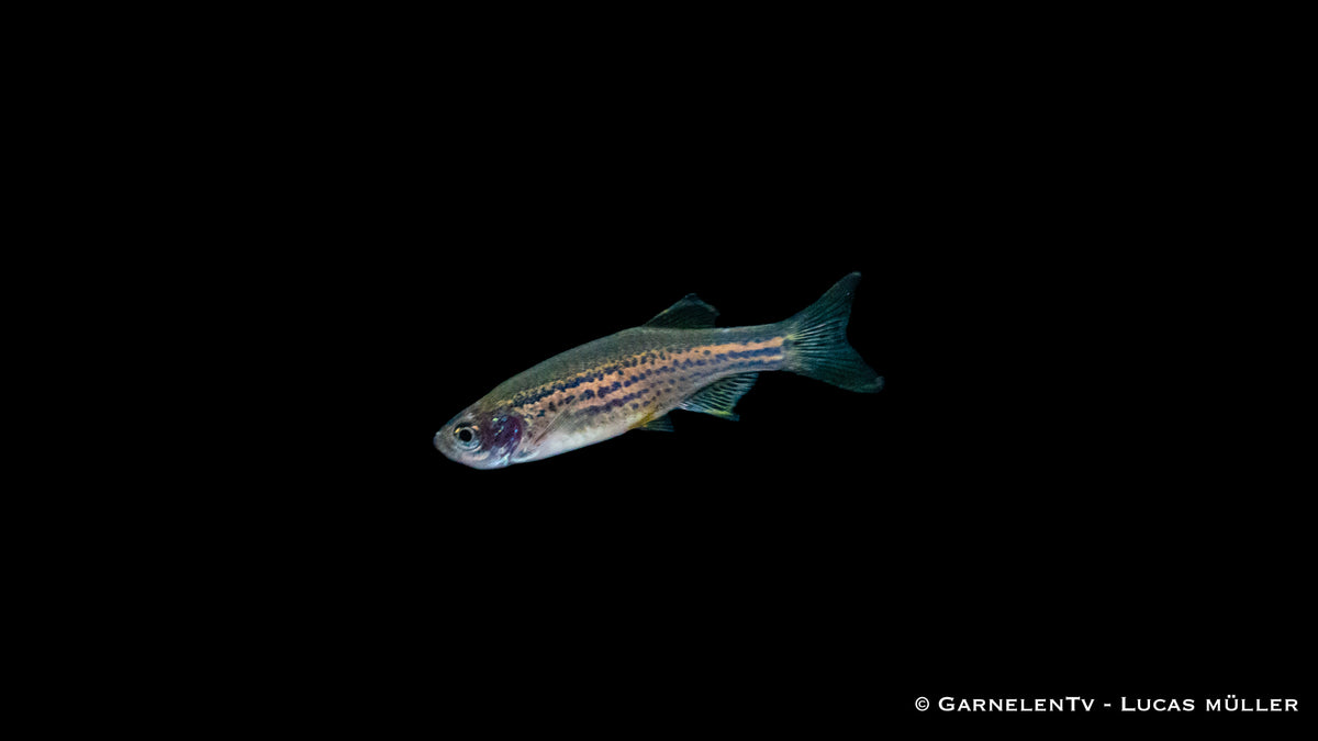 Leopardbärbling (Danio rerio) im Aquarium