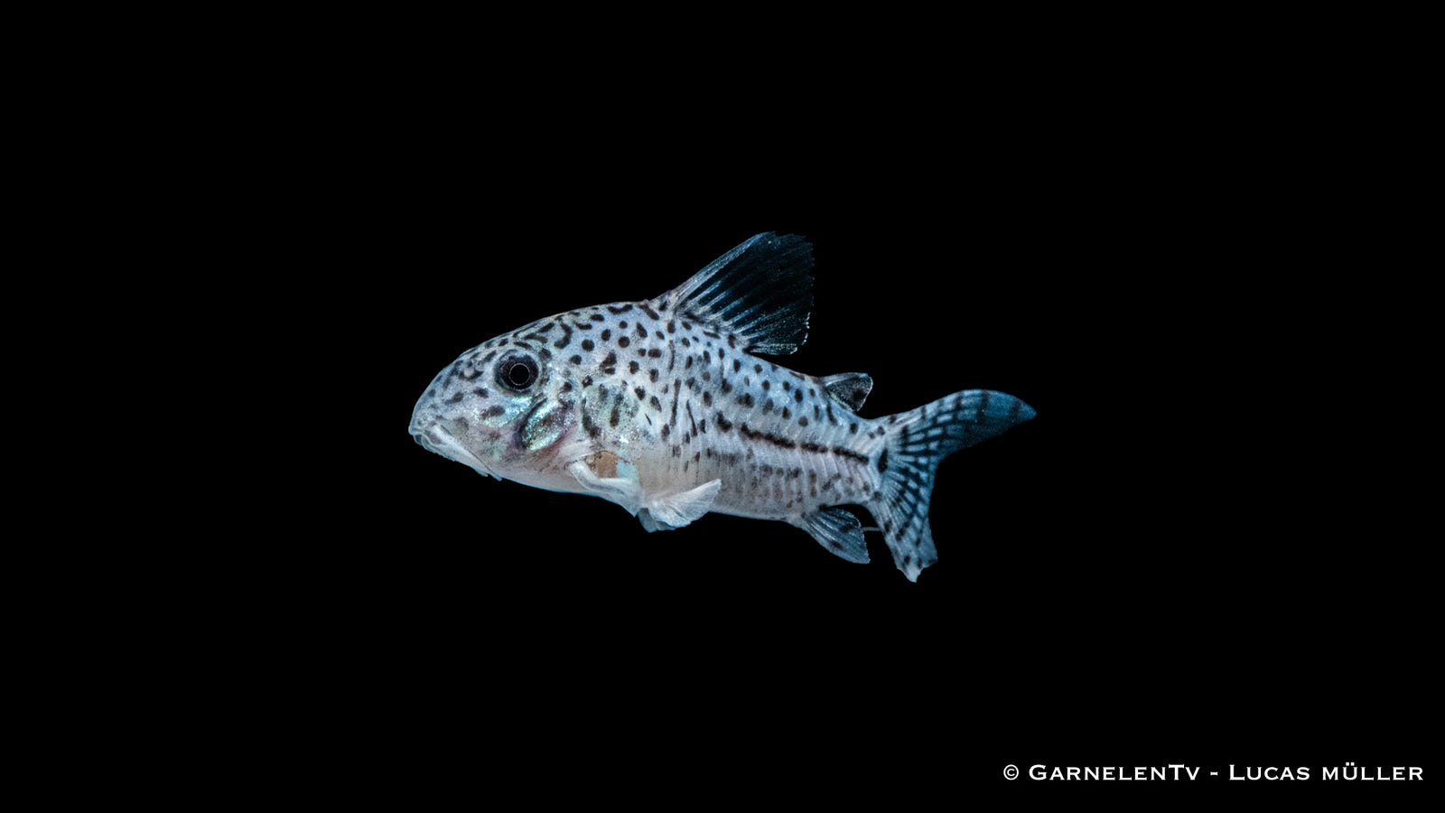 Leopardpanzerwels Corydoras leopardus im Aquarium mit Leopardenmuster