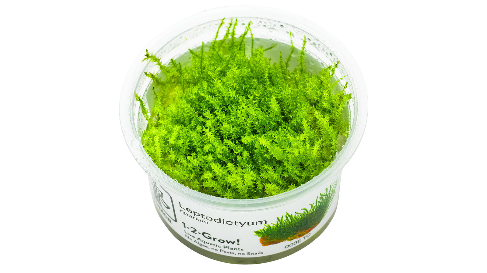 Leptodictyum riparium InVitro Plfanze