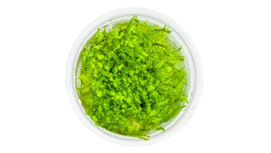 Leptodictyum riparium von oben