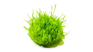 Leptodictyum riparium