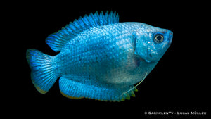 Leuchtend blauer Zwergfadenfisch Koralle Blau im Wasser
