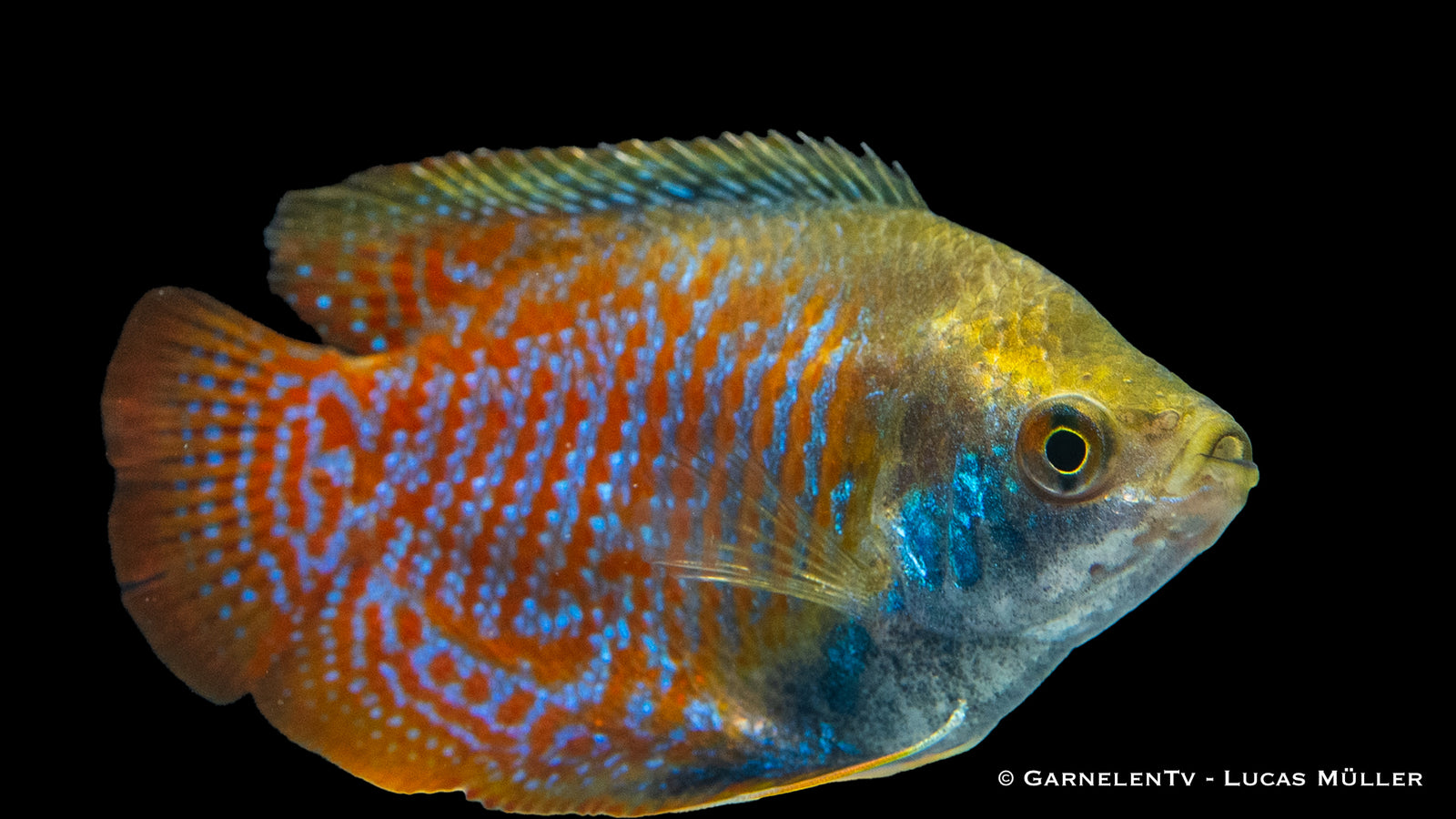 Zwergfadenfisch Trichogaster lalius im bepflanzten Aquarium
