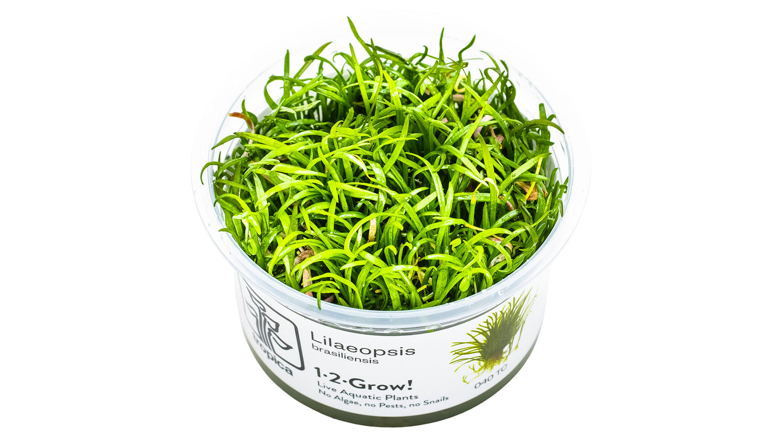 Lilaeopsis brasiliensis InVitro Pflanze