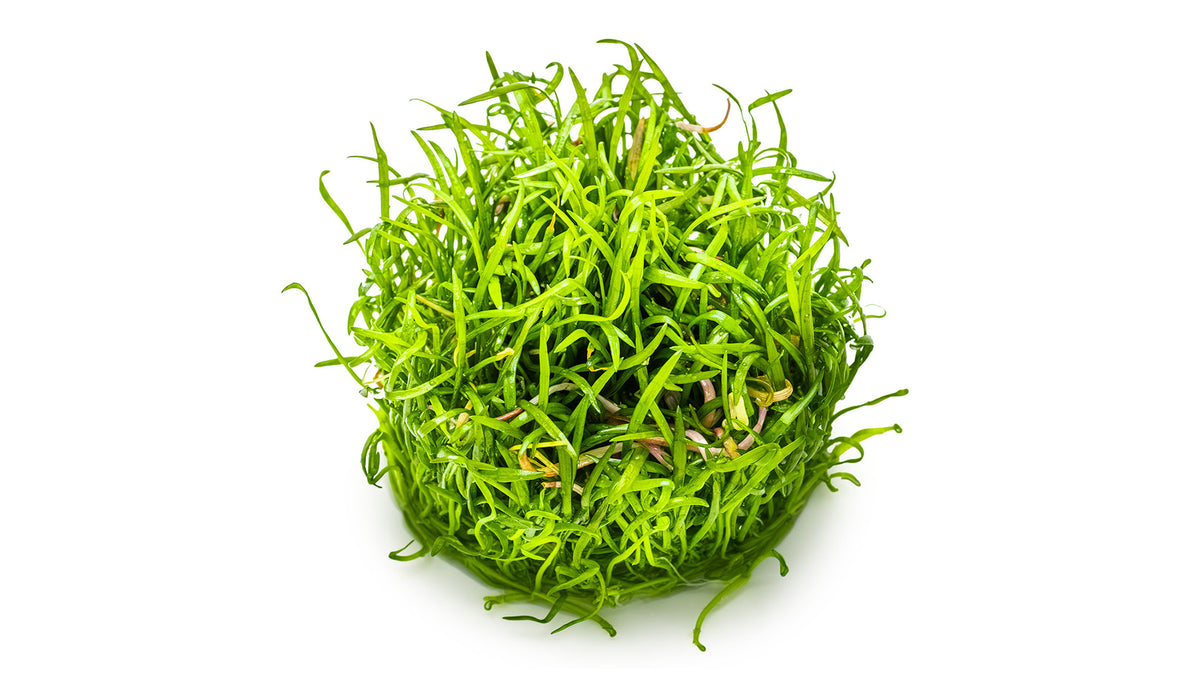 Lilaeopsis brasiliensis