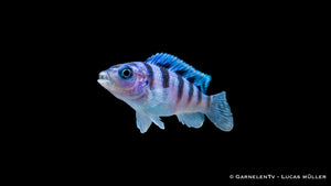 Lilaprachtbarsch - Pseudotropheus lombardoi