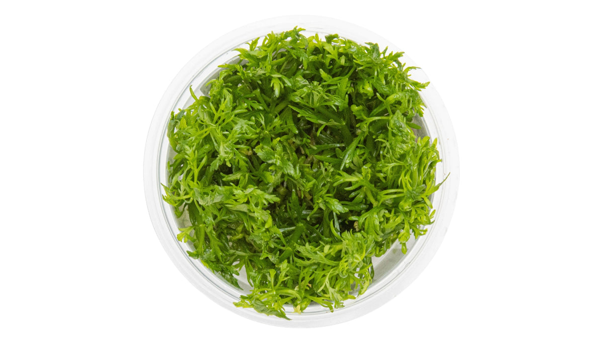Limnophila aquatica von oben