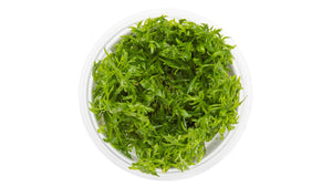 Limnophila aquatica von oben