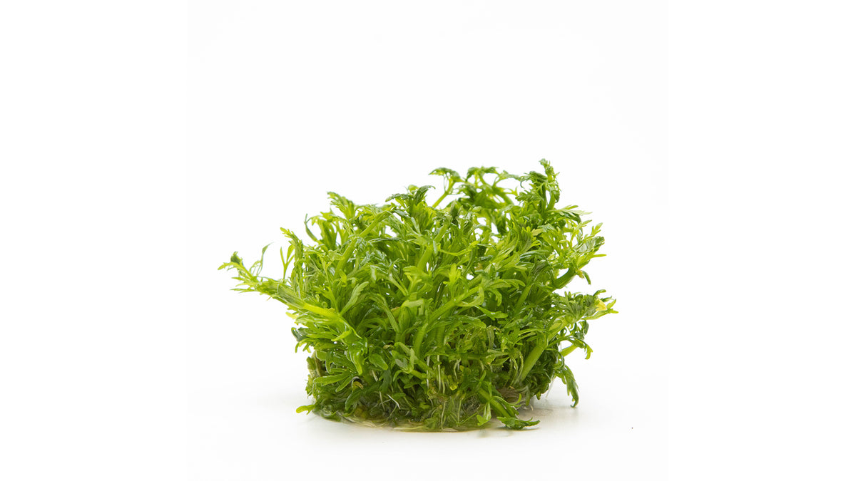 Limnophila aquatica
