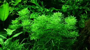 Limnophila sessiliflora - Tropica