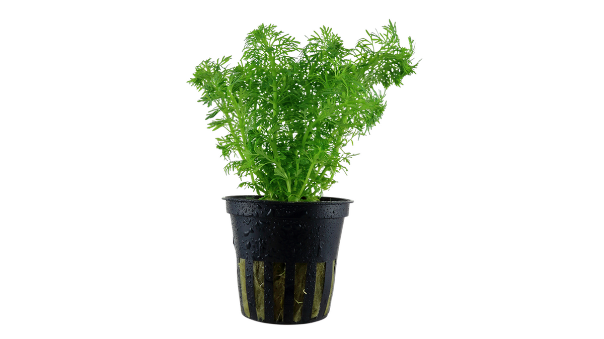 Limnophila sessiliflora - Tropica