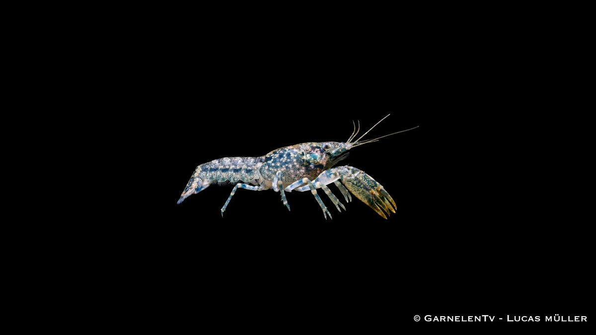 Louisiana Zwergflusskrebs Cambarellus shufeldtii mit brauner Tarnfärbung, kleinen Scheren und kompakter Körperform im Süßwasseraquarium