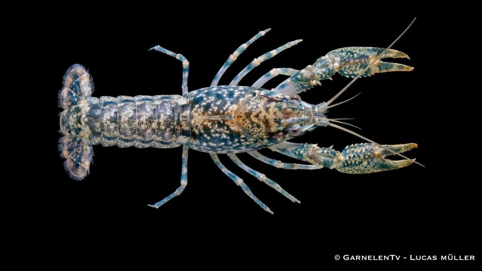 Louisiana Zwergflusskrebs Cambarellus shufeldtii mit brauner Tarnfärbung, kleinen Scheren und kompakter Körperform im Süßwasseraquarium