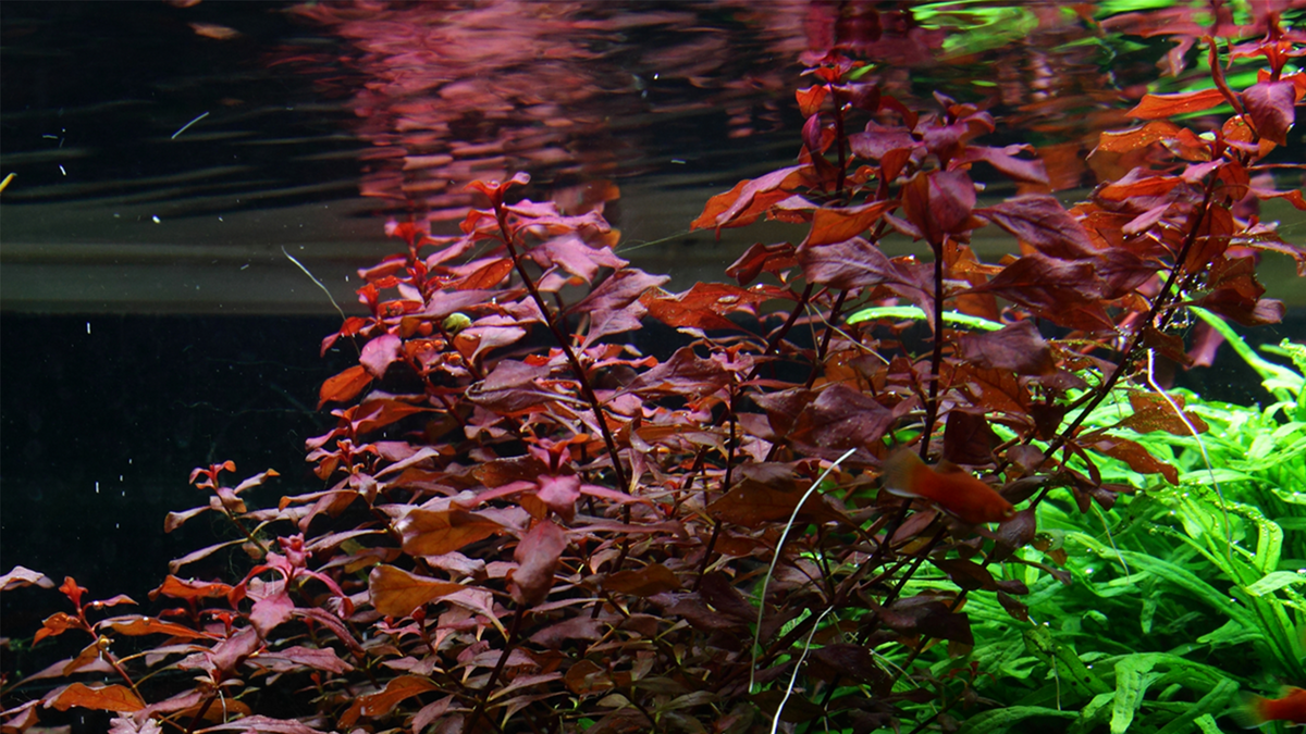 Ludwigia palustris 'Super Red' - Tropica