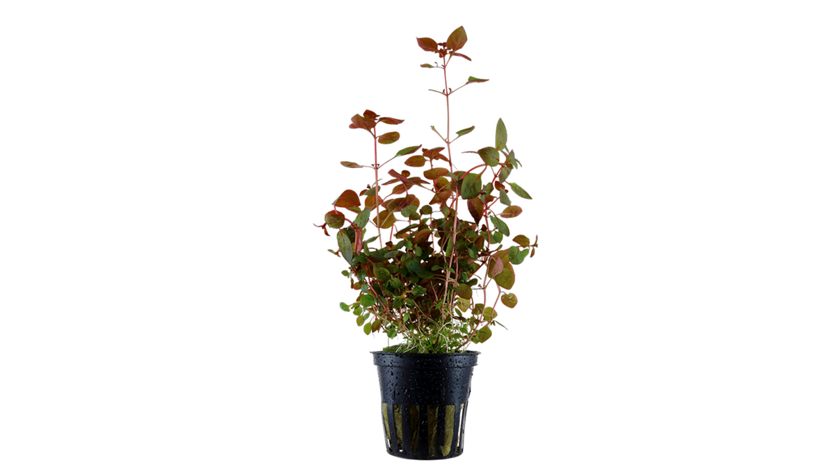 Ludwigia palustris 'Super Red' - Tropica
