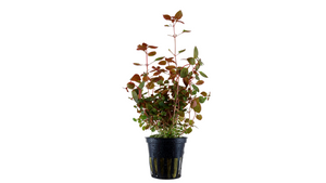 Ludwigia palustris 'Super Red' - Tropica