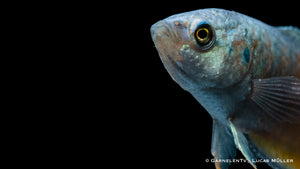Makropode Blau mit lebendigem Futter