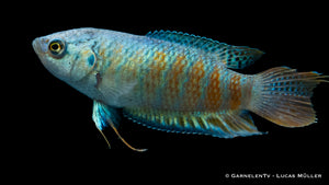 Makropode Blau im Aquarium