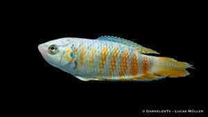 Makropode Blau in Paarhaltung