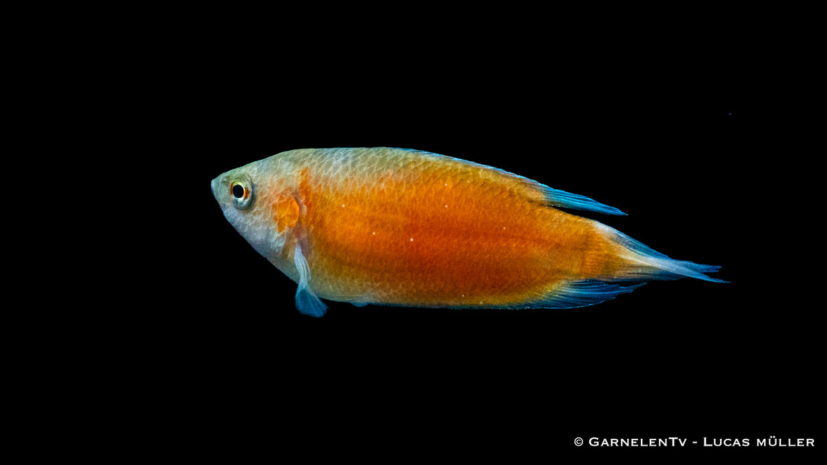 Paar Makropode Extra Rot Fische