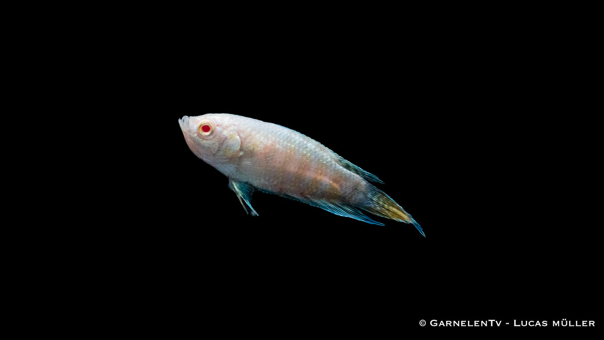 Makropode Albino im Aquarium