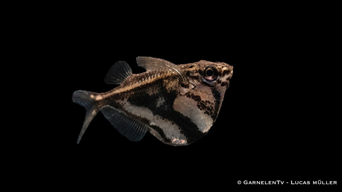 Marmorbeilbauch -  Carnegiella strigata fasciata