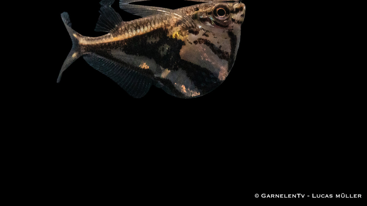 Marmorbeilbauch -  Carnegiella strigata fasciata bei GarnelenTv