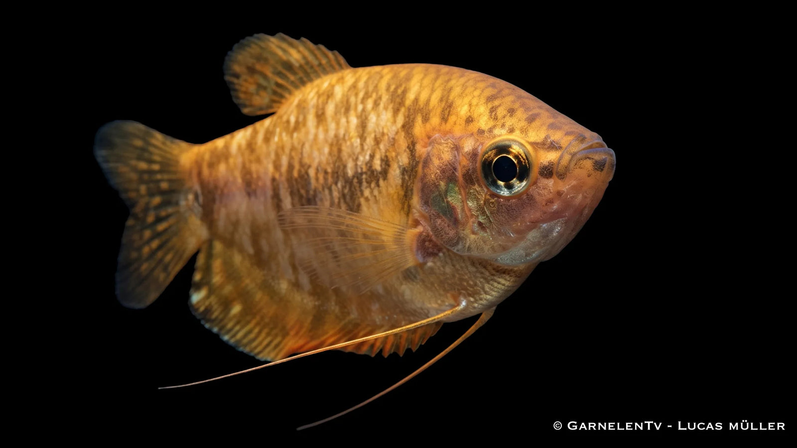 Marmorfadenfisch gold/orange - Trichogaster trichopterus
