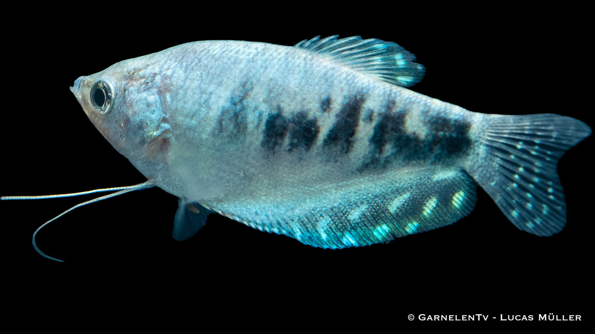 Marmorfadenfisch "Cosby" in seinem natürlichen Lebensraum