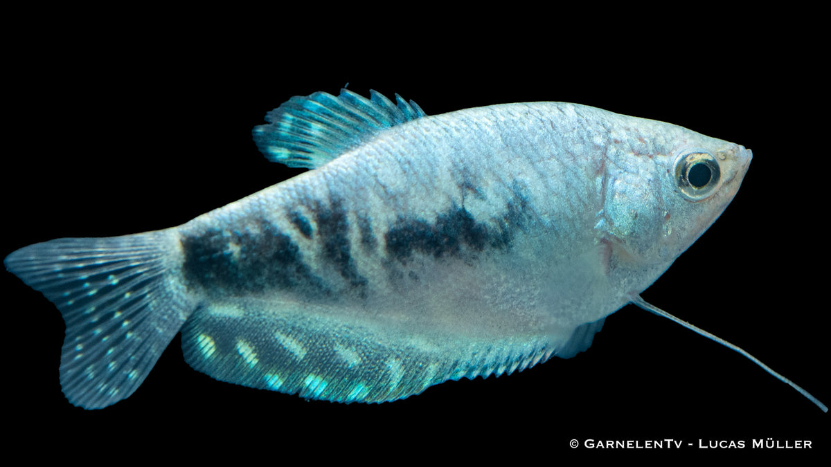 Marmorfadenfisch "Cosby" schwimmt in einem Aquarienbecken