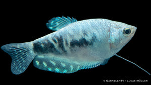 Marmorfadenfisch "Cosby" schwimmt in einem Aquarienbecken