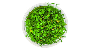 Marsilea minuta von oben