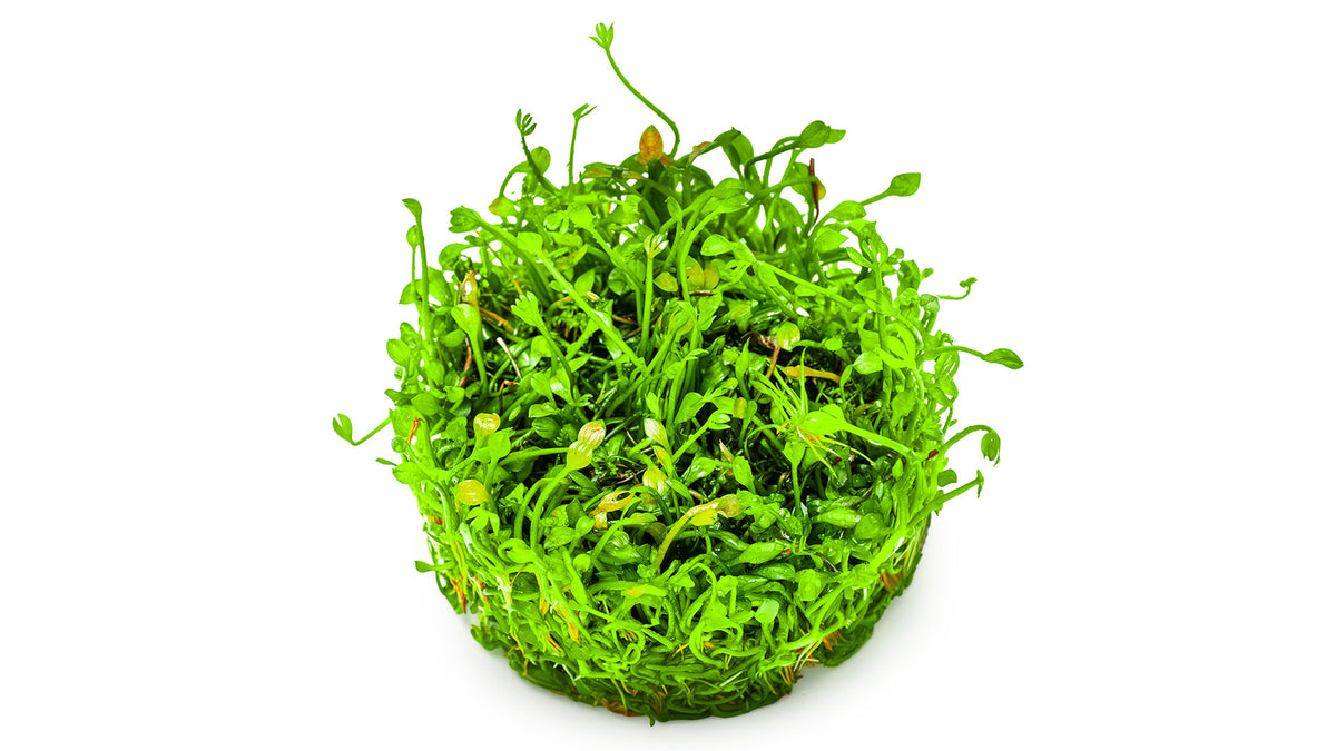 Marsilea minuta