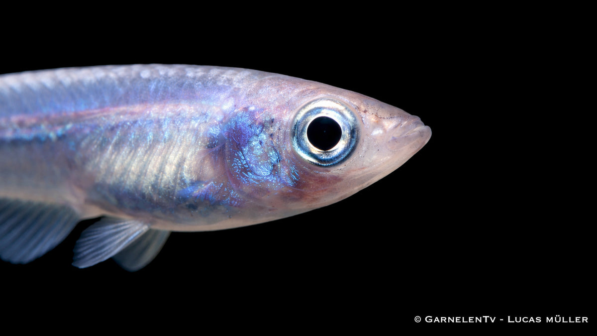 Blau gescheckter Medaka Oryzias latipes mit schimmernder Musterung im ruhigen Aquarium