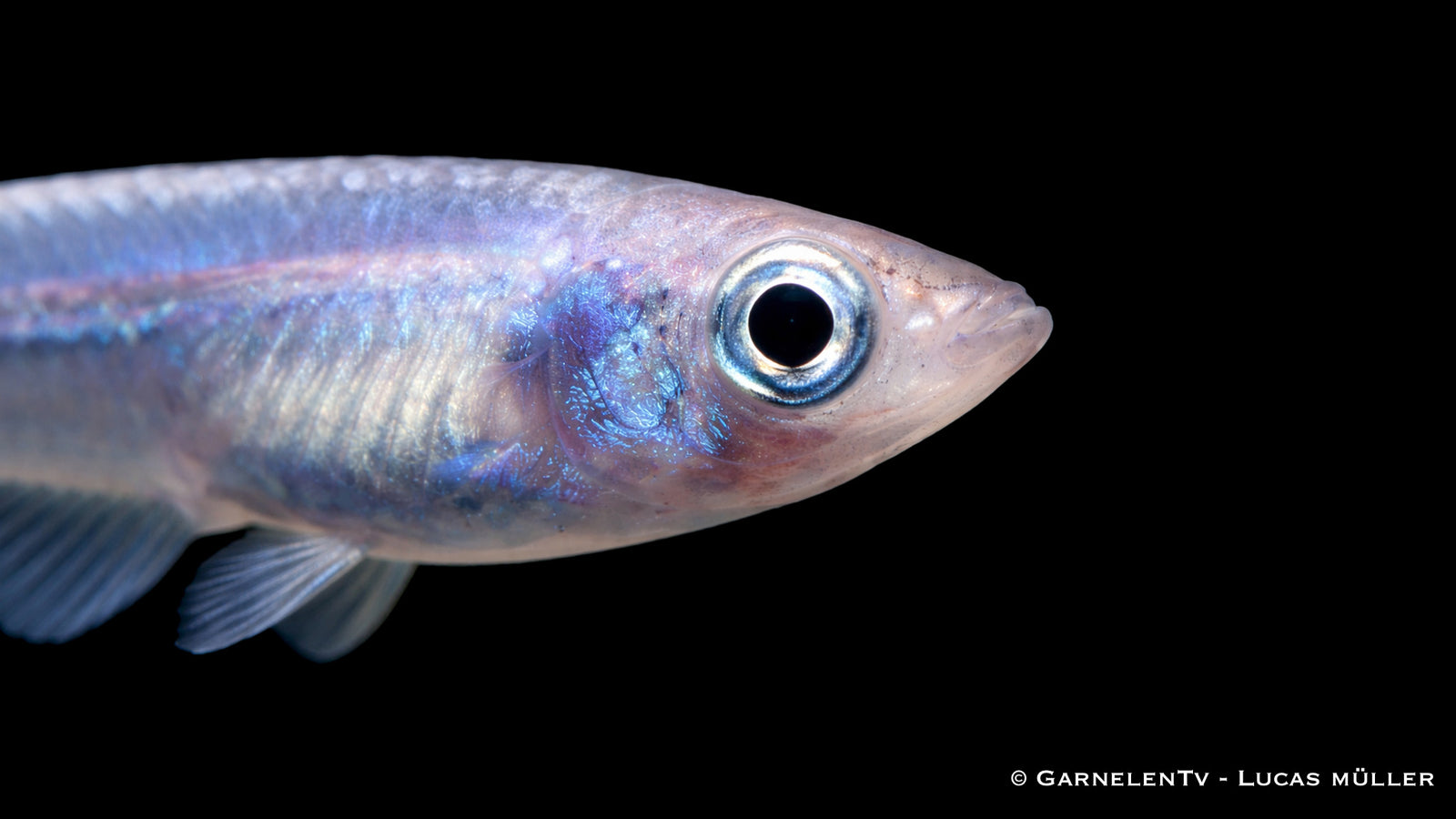Oryzias latipes blau gescheckt in Seitenansicht mit kontrastreicher Zeichnung