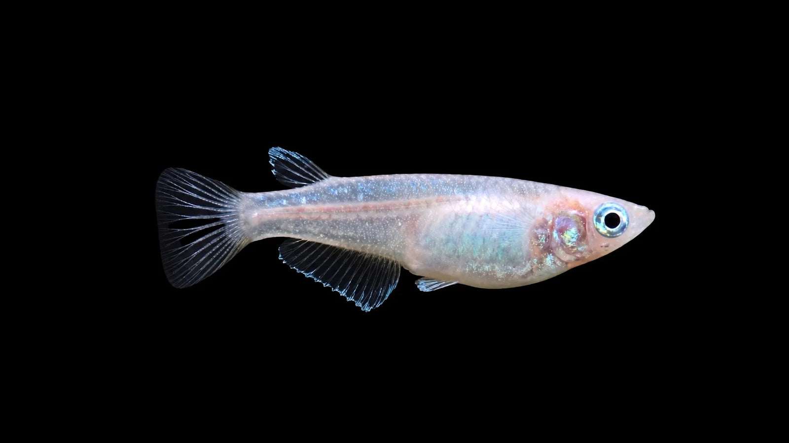 Medaka Reiskärpfling Platin - Oryzias latipes