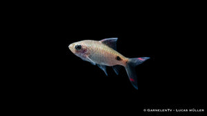 Mehacola Barbe (Puntius mehacola) swimming in aquarium