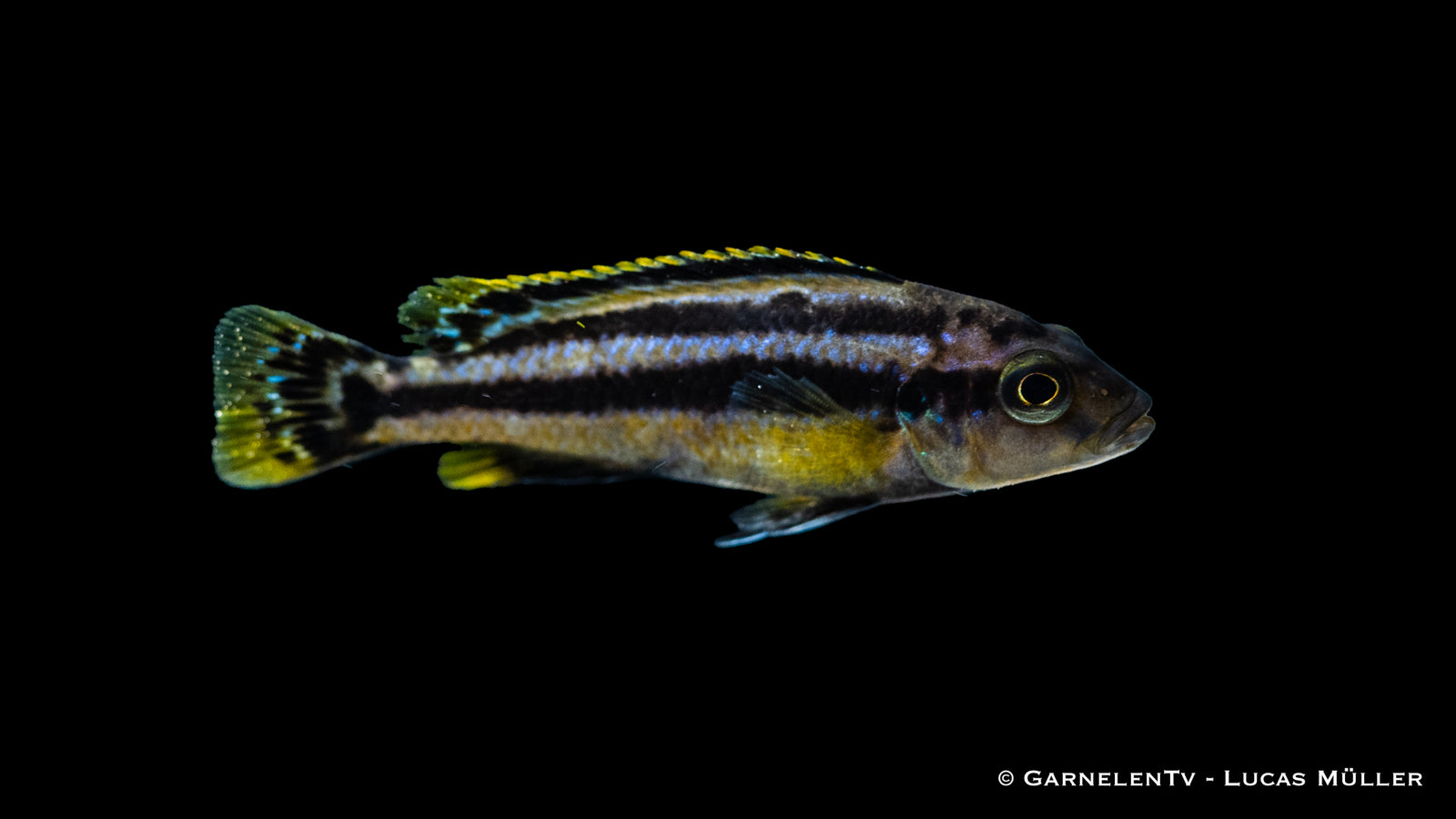 Melanochromis chipokae in Gruppenhaltung
