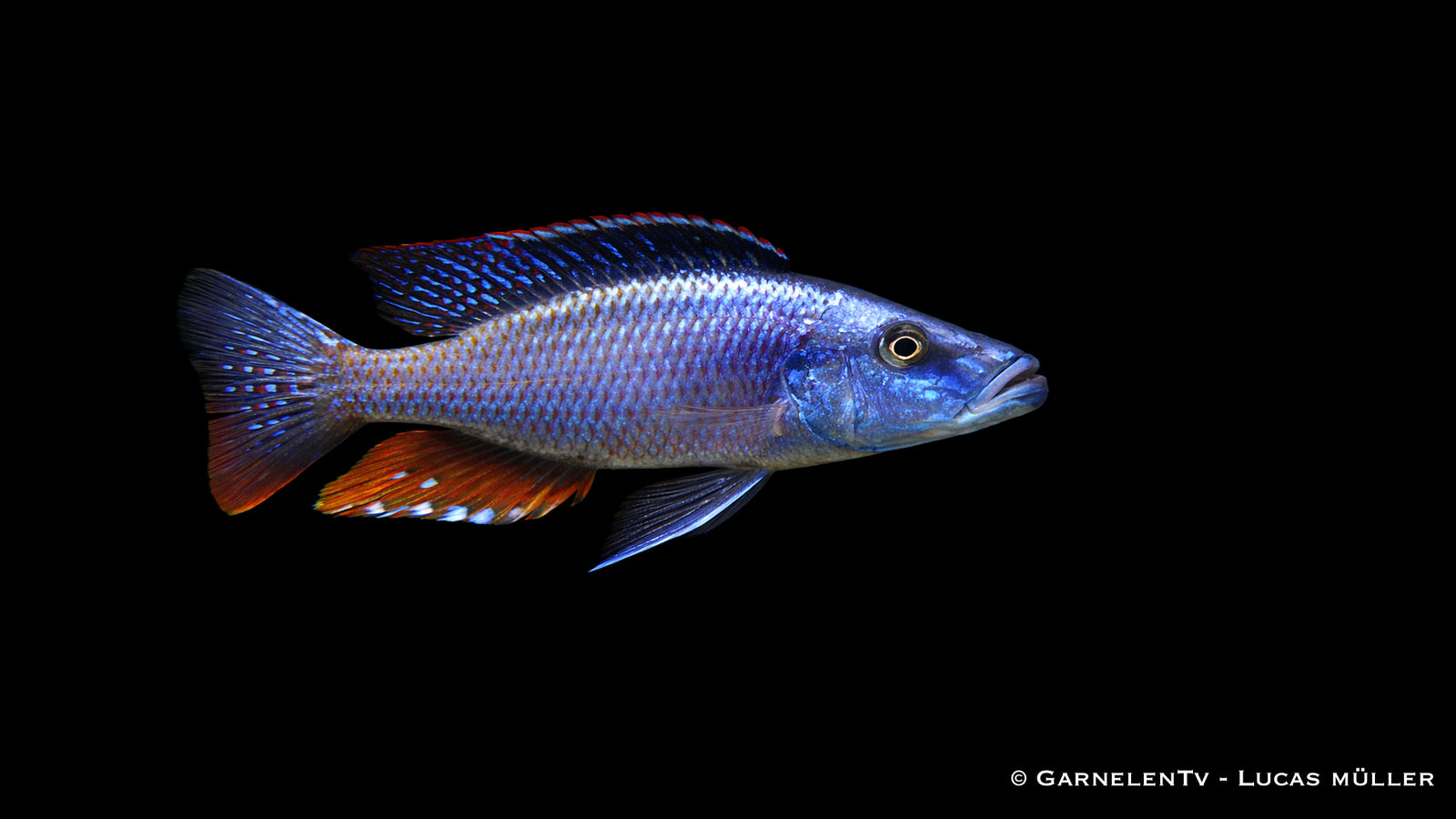 Messerbuntbarsch - Dimidiochromis compressiceps