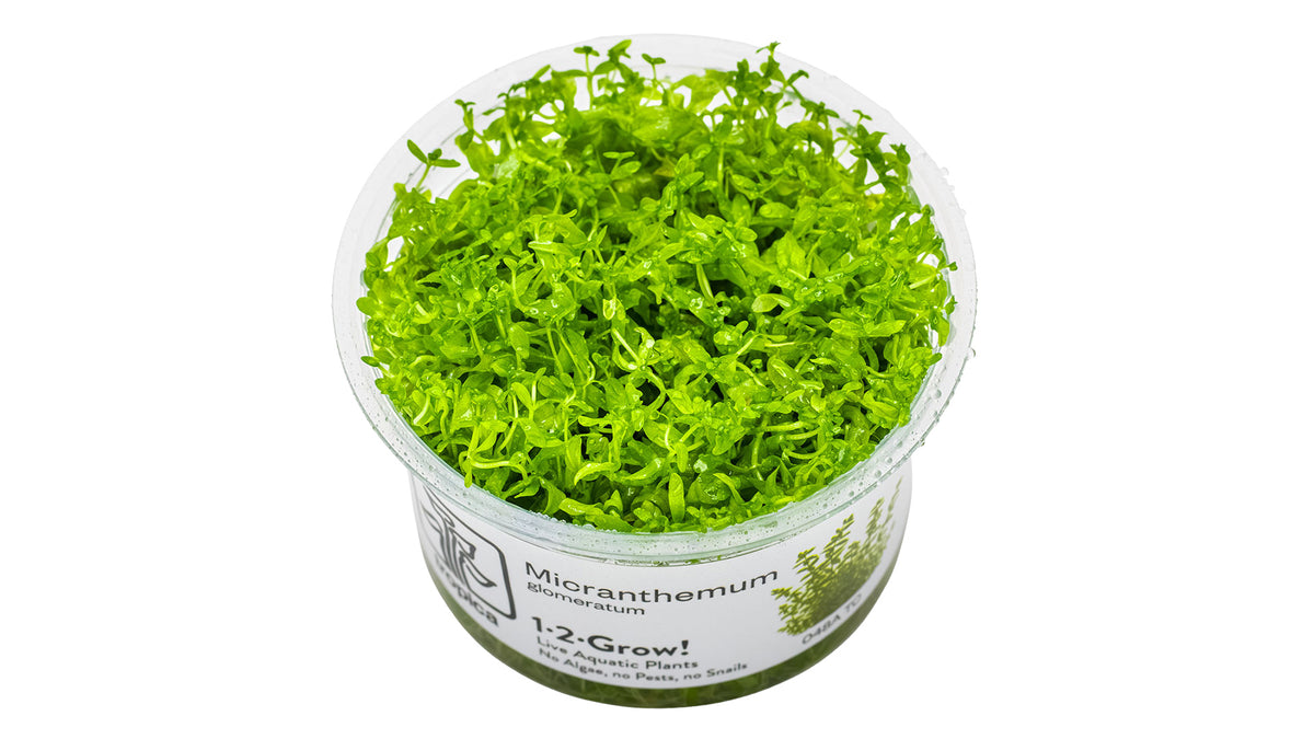 Micranthemum glomeratum InVitro Pflanze